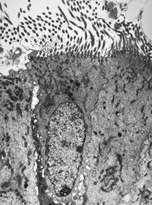 M,22y. | normal bronchial epithelium